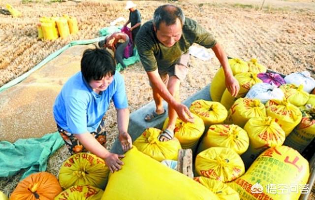 收小麦时,地里洒落的小麦太浪费了,有什么好的方法解决吗?
