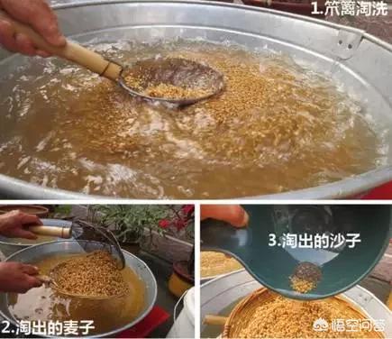 收小麦时,地里洒落的小麦太浪费了,有什么好的方法解决吗?
