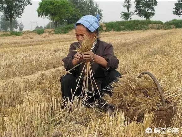 收小麦时,地里洒落的小麦太浪费了,有什么好的方法解决吗?