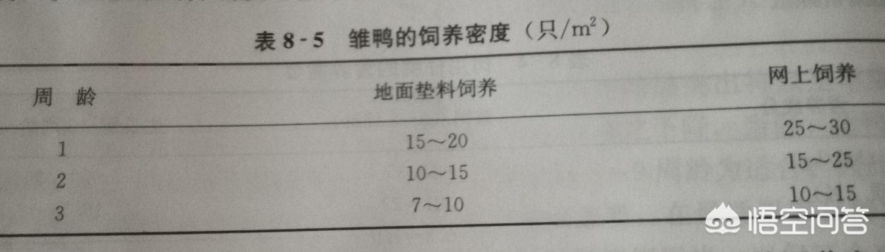 如何有效降低肉鸭死亡率？
