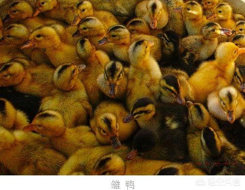 如何有效降低肉鸭死亡率？