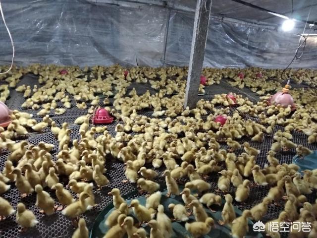 如何有效降低肉鸭死亡率？