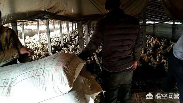 肉鸭、鹅养殖失败的原因有哪些？