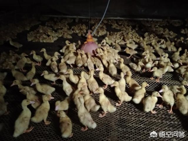 肉鸭、鹅养殖失败的原因有哪些？