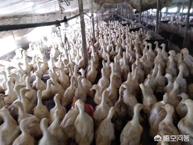 肉鸭、鹅养殖失败的原因有哪些？
