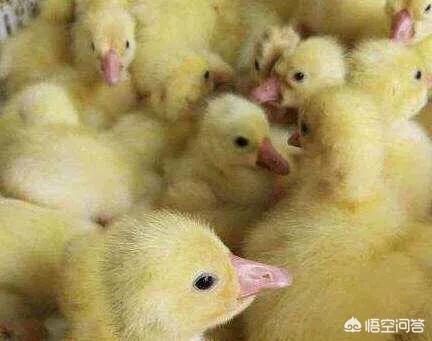 肉鸭、鹅养殖失败的原因有哪些？