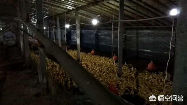 肉鸭、鹅养殖失败的原因有哪些？