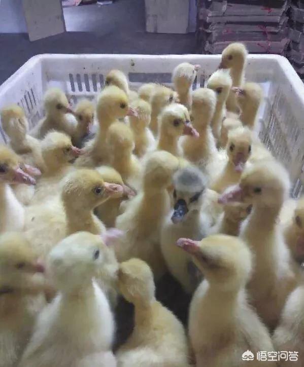 肉鸭、鹅养殖失败的原因有哪些？