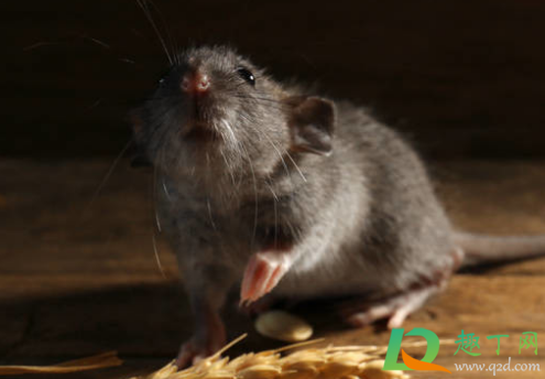 被耗子咬出血了会死吗