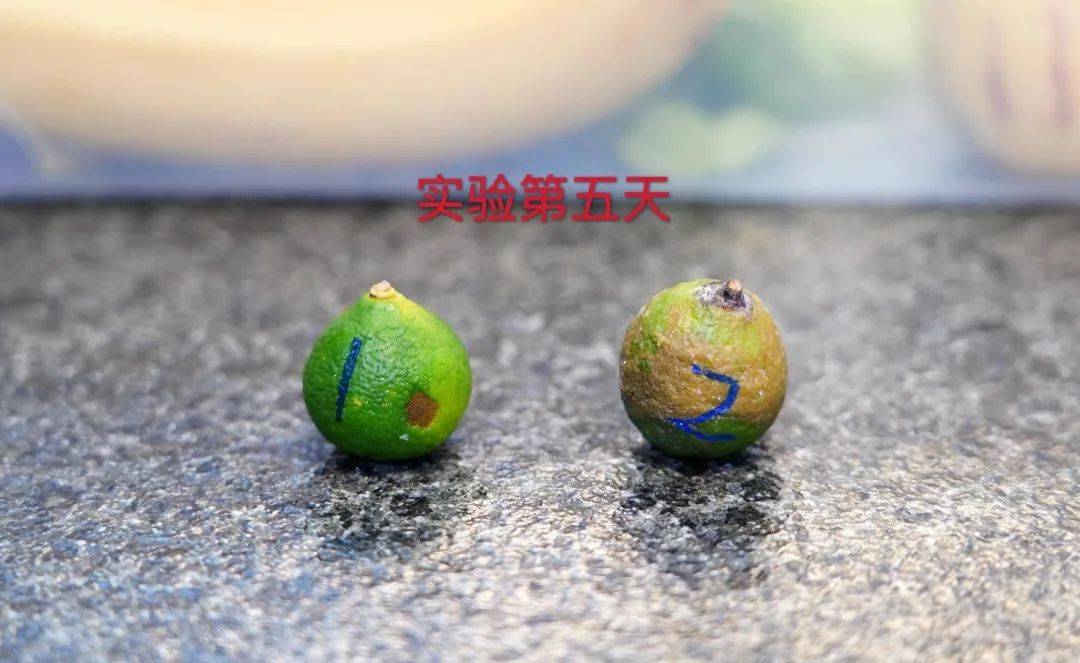 青菜放冰箱一周还能吃吗 蔬菜可以放多久