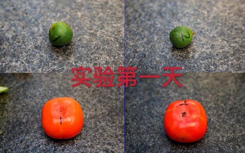 青菜放冰箱一周还能吃吗 蔬菜可以放多久