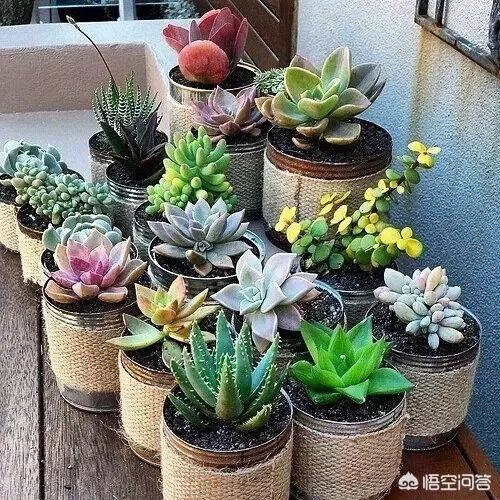 可以用铁盒子种多肉吗?