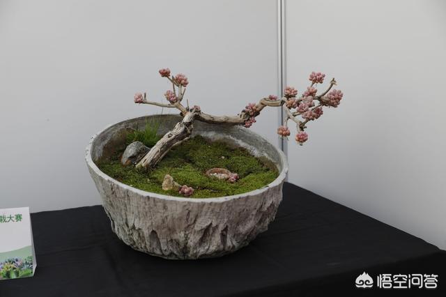 可以用铁盒子种多肉吗?