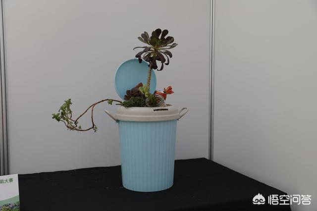 可以用铁盒子种多肉吗?
