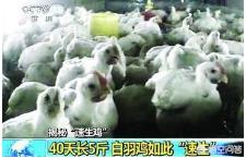农村养的鸡一只上百块钱,为什么超市里一只烤全鸡才9.9元?