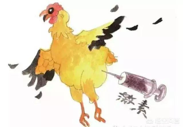 农村养的鸡一只上百块钱,为什么超市里一只烤全鸡才9.9元?