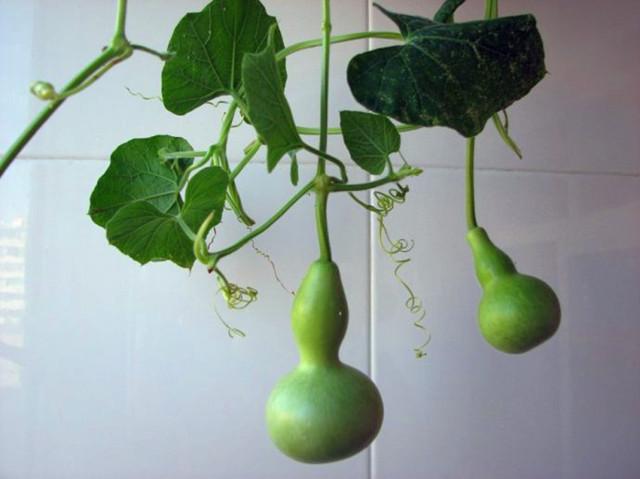 什么时候种植葫芦比较好?