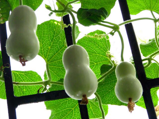 什么时候种植葫芦比较好?