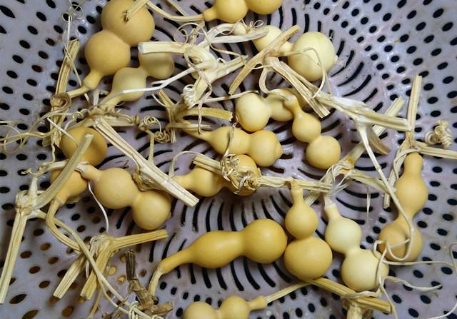 什么时候种植葫芦比较好?