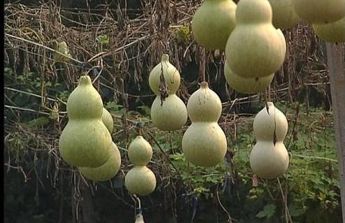 什么时候种植葫芦比较好?