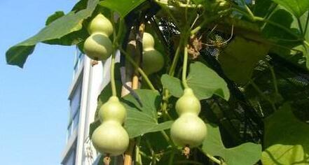 什么时候种植葫芦比较好?