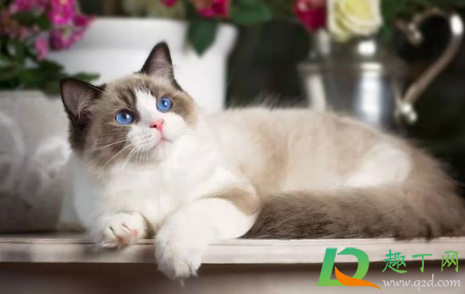 喵喵app养猫赚钱怎么进不去了