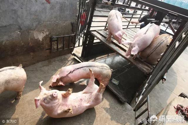 种菜养猪好还是种红薯养猪好?
