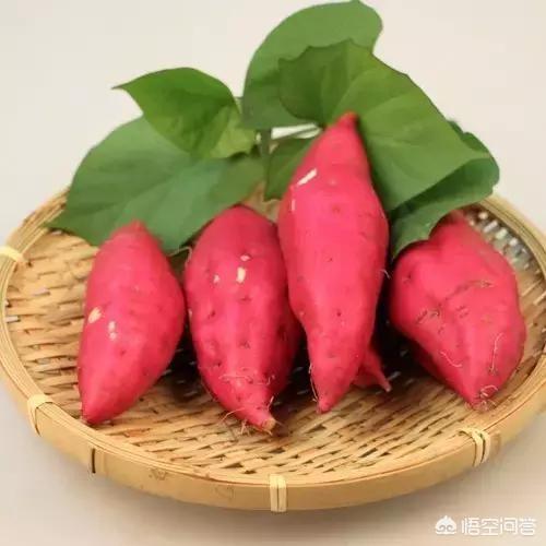 种菜养猪好还是种红薯养猪好?