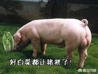 种菜养猪好还是种红薯养猪好?