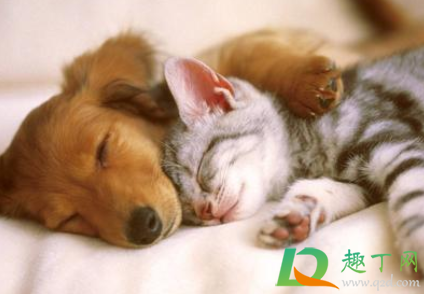 狗狗肚子动是怎么回事