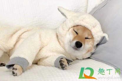 狗狗肚子动是怎么回事