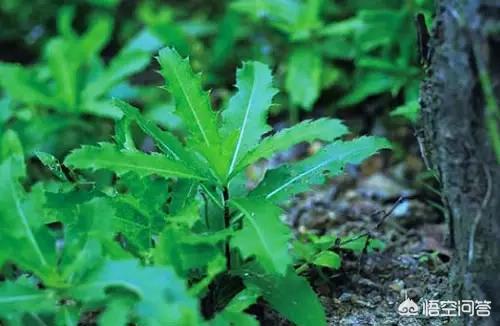 春天到了，你们当地都有什么可以吃的野菜？