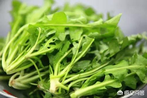 春天到了，你们当地都有什么可以吃的野菜？