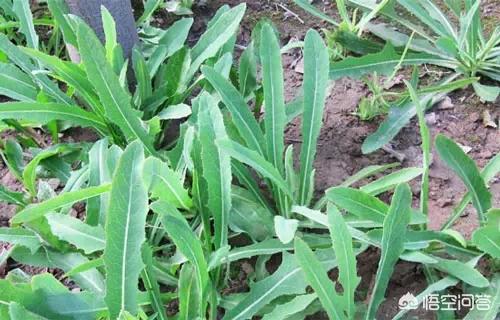 春天到了，你们当地都有什么可以吃的野菜？