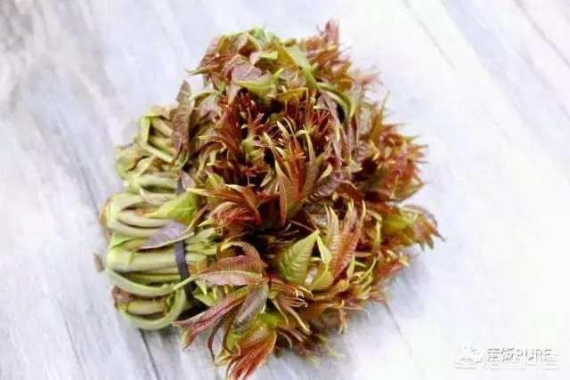 春天到了，你们当地都有什么可以吃的野菜？