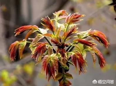 春天到了，你们当地都有什么可以吃的野菜？