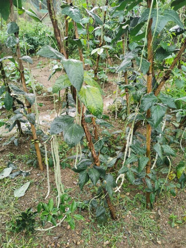 农村夏季一般种植什么蔬菜水果？