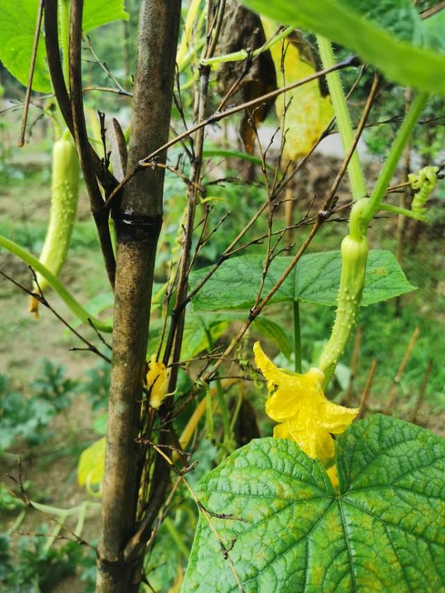 农村夏季一般种植什么蔬菜水果？