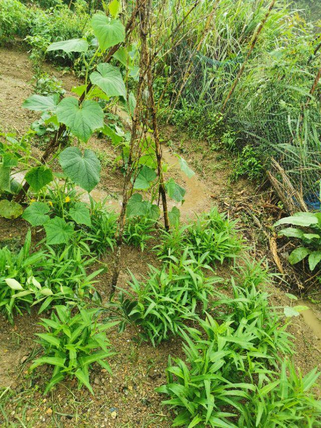 农村夏季一般种植什么蔬菜水果？