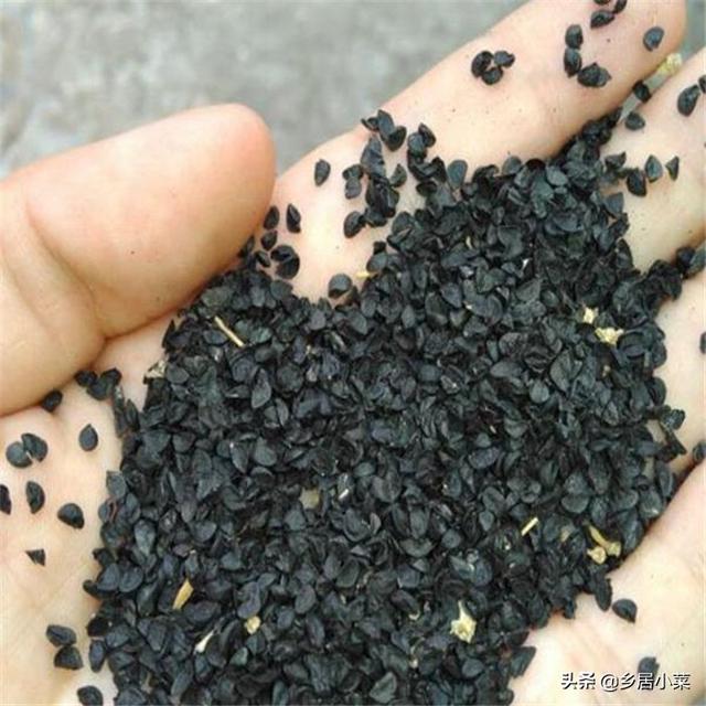 种小葱怎么盖土？