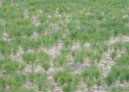 短豆角何时种最合适?
