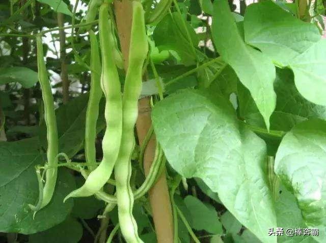 短豆角何时种最合适?