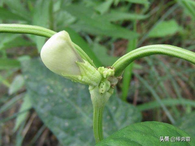 短豆角何时种最合适?