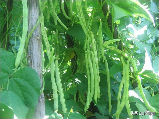 短豆角何时种最合适?