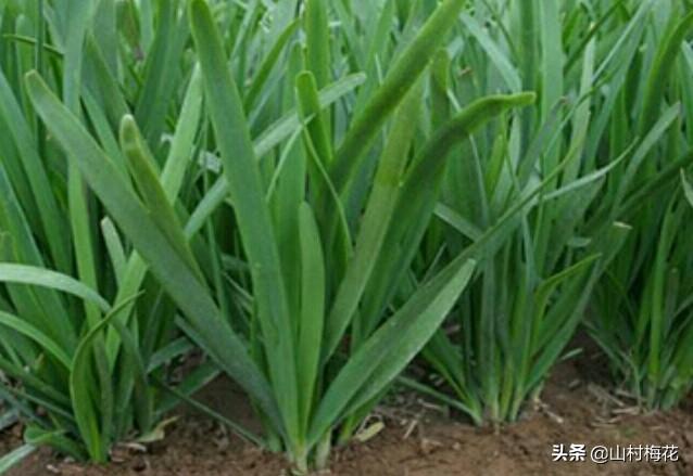 农村种植韭菜，怎样给韭菜增肥？