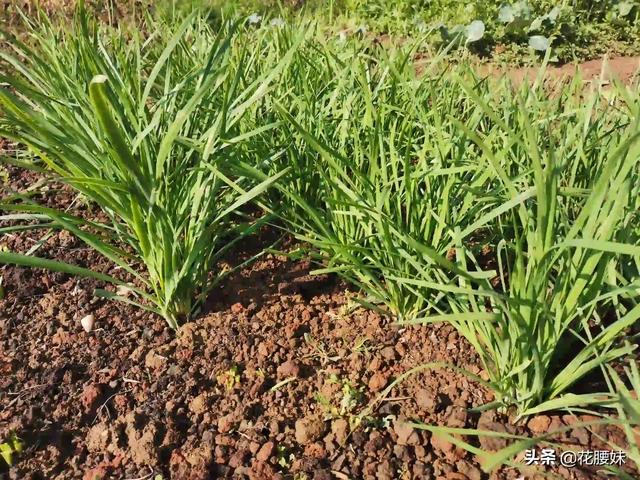 农村种植韭菜，怎样给韭菜增肥？