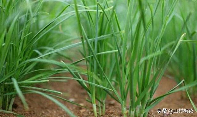 农村种植韭菜，怎样给韭菜增肥？