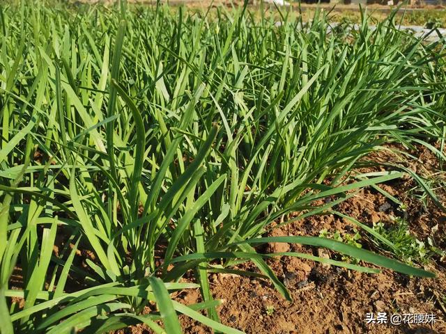 农村种植韭菜，怎样给韭菜增肥？