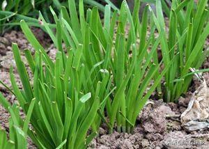 农村种植韭菜，怎样给韭菜增肥？
