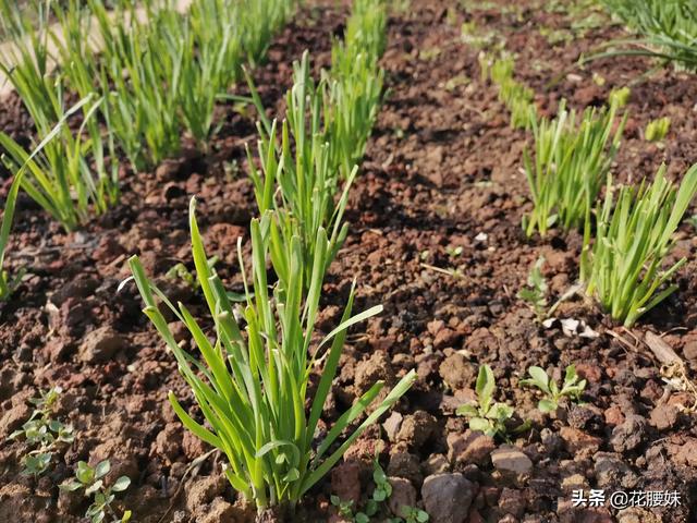 农村种植韭菜，怎样给韭菜增肥？